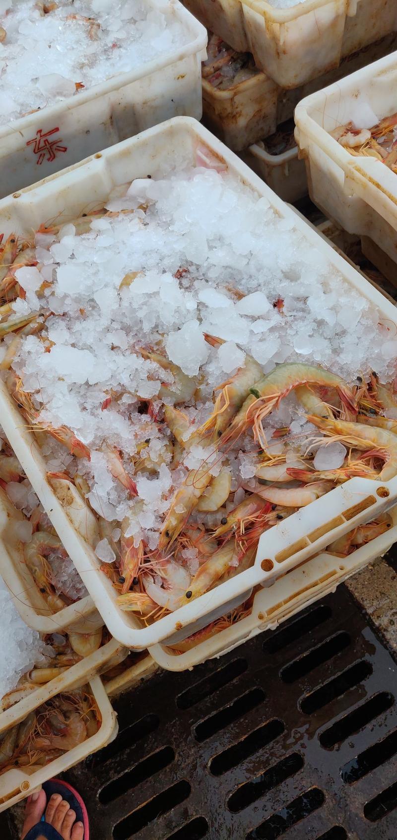 北部湾明虾，一晚海的新鲜明虾，开海了大量海鲜上市