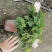 基地出售精品芙蓉葵，成都精品芙蓉葵，芙蓉葵杯苗