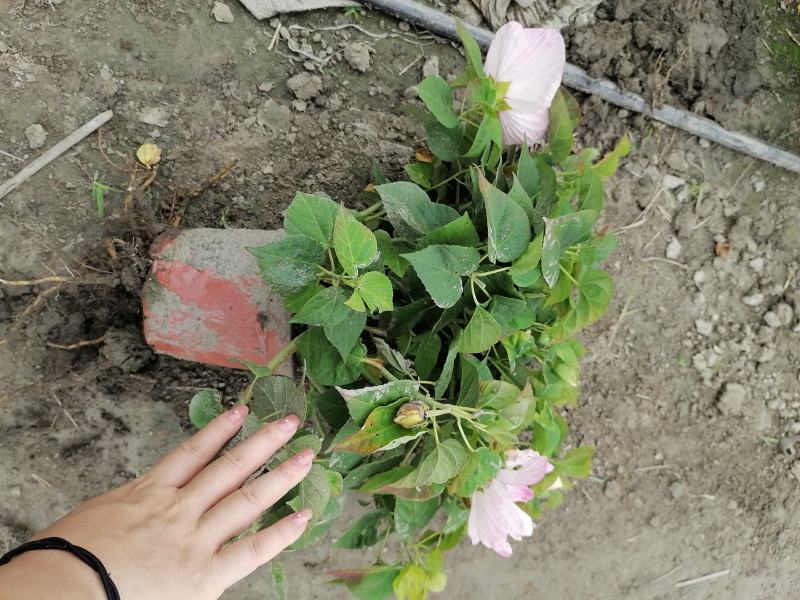 基地出售精品芙蓉葵，成都精品芙蓉葵，芙蓉葵杯苗