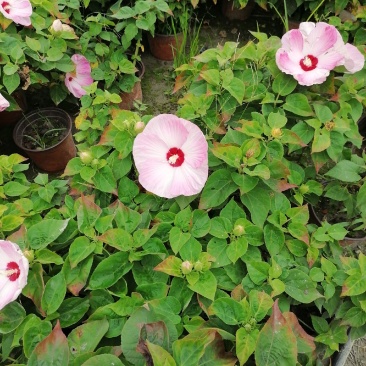 基地出售精品芙蓉葵，成都精品芙蓉葵，芙蓉葵杯苗