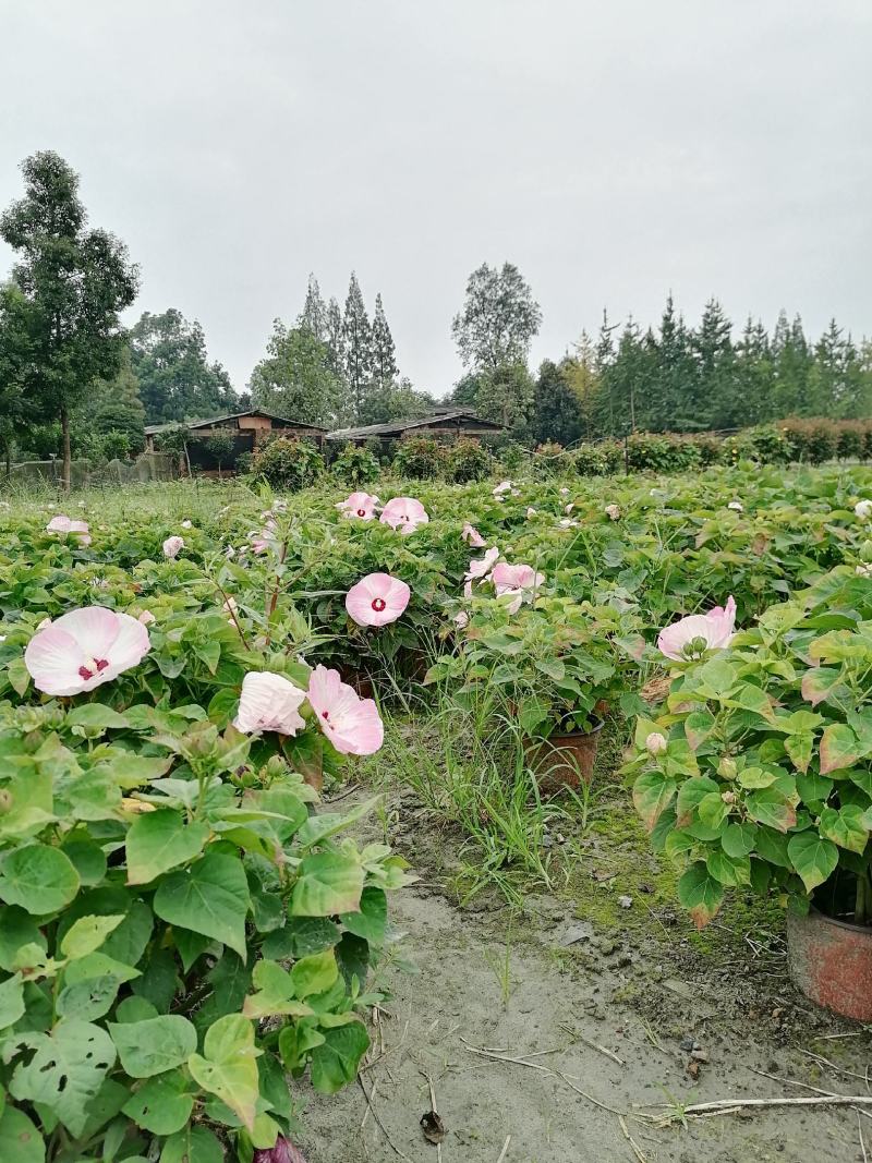 基地出售精品芙蓉葵，成都精品芙蓉葵，芙蓉葵杯苗