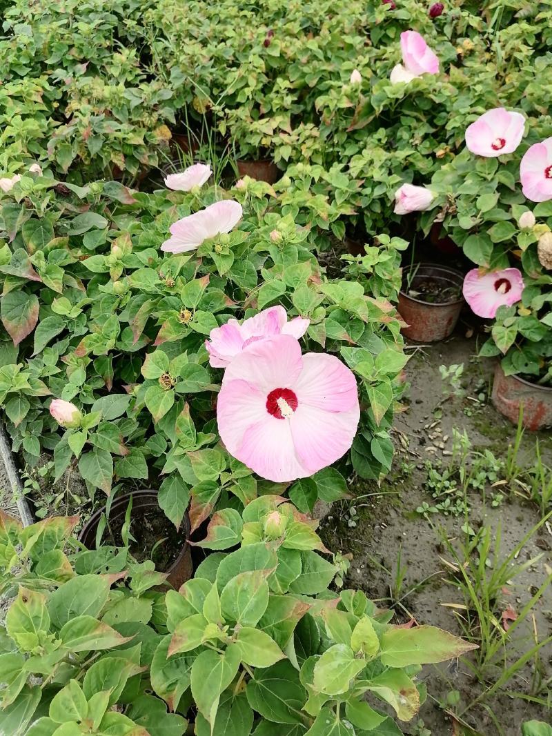 基地出售精品芙蓉葵，成都精品芙蓉葵，芙蓉葵杯苗