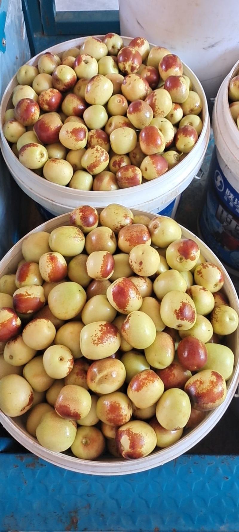 冬枣天下奇果的【大荔冬枣】供应商超各大平台