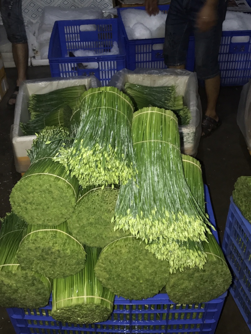韭菜花25一35厘米