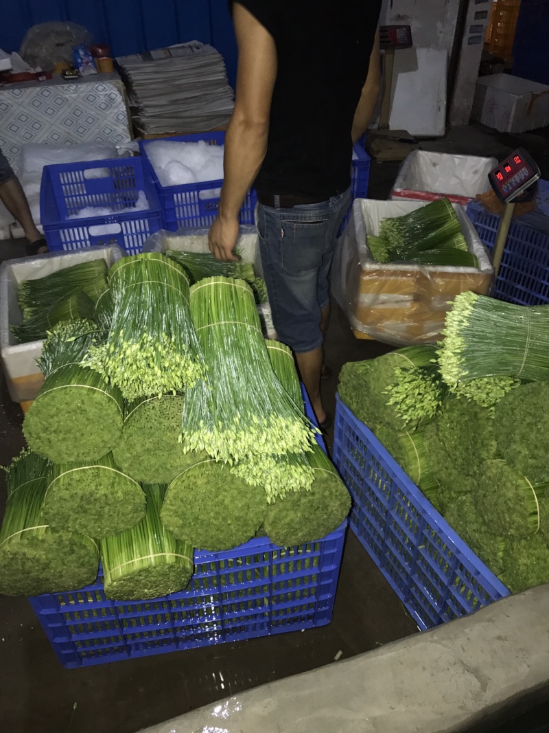 韭菜花25一35厘米