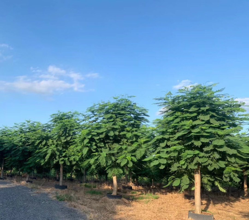 福建工程绿化凤凰木精品红花楹漳州供应凤凰木价格批发