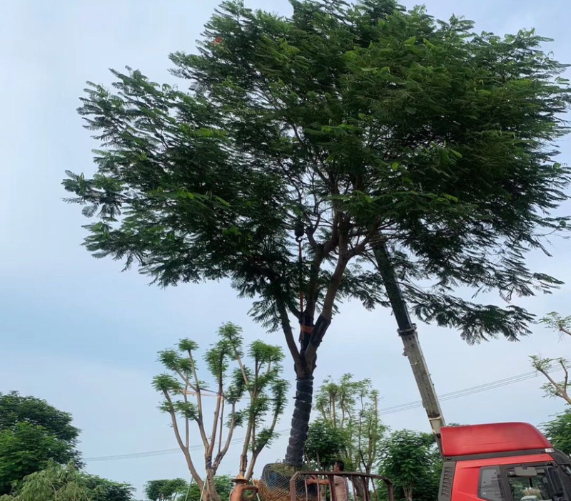 福建工程绿化凤凰木精品红花楹漳州供应凤凰木价格批发