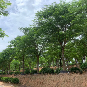 福建工程绿化凤凰木精品红花楹漳州供应凤凰木价格批发