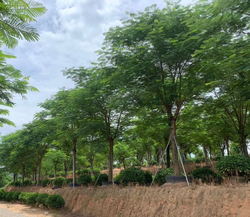 福建工程绿化凤凰木精品红花楹漳州供应凤凰木价格批发