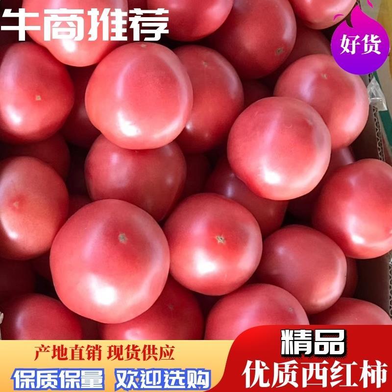 【火爆】精品西红柿/弧三以上皮毛鲜亮/果形美，基地直供