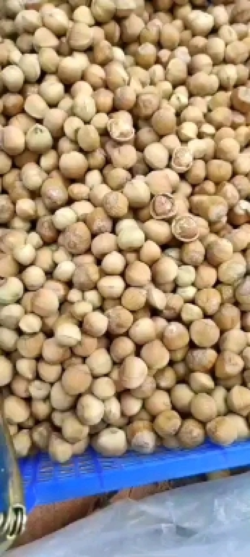 包山榛子大量上市，品种多质量好，颗粒饱满