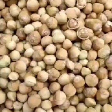 包山榛子大量上市，品种多质量好，颗粒饱满