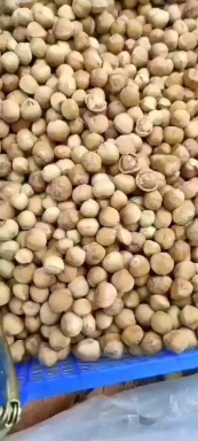 包山榛子大量上市，品种多质量好，颗粒饱满