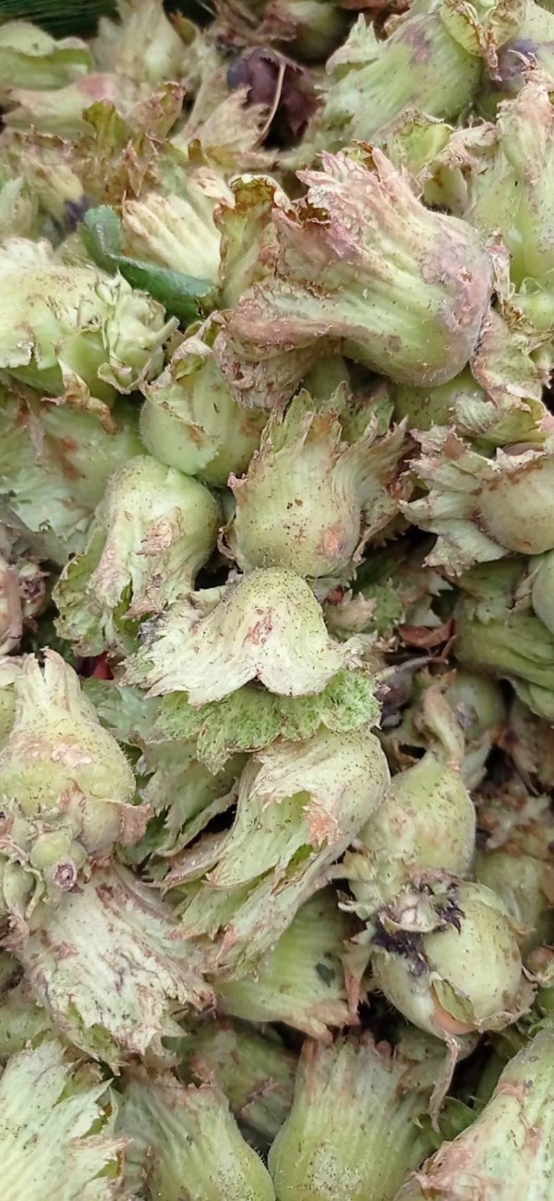 包山榛子大量上市，品种多质量好，颗粒饱满