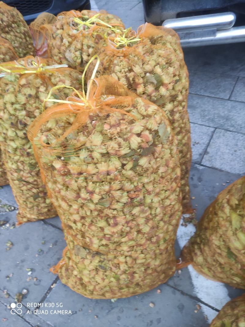 包山榛子大量上市，品种多质量好，颗粒饱满