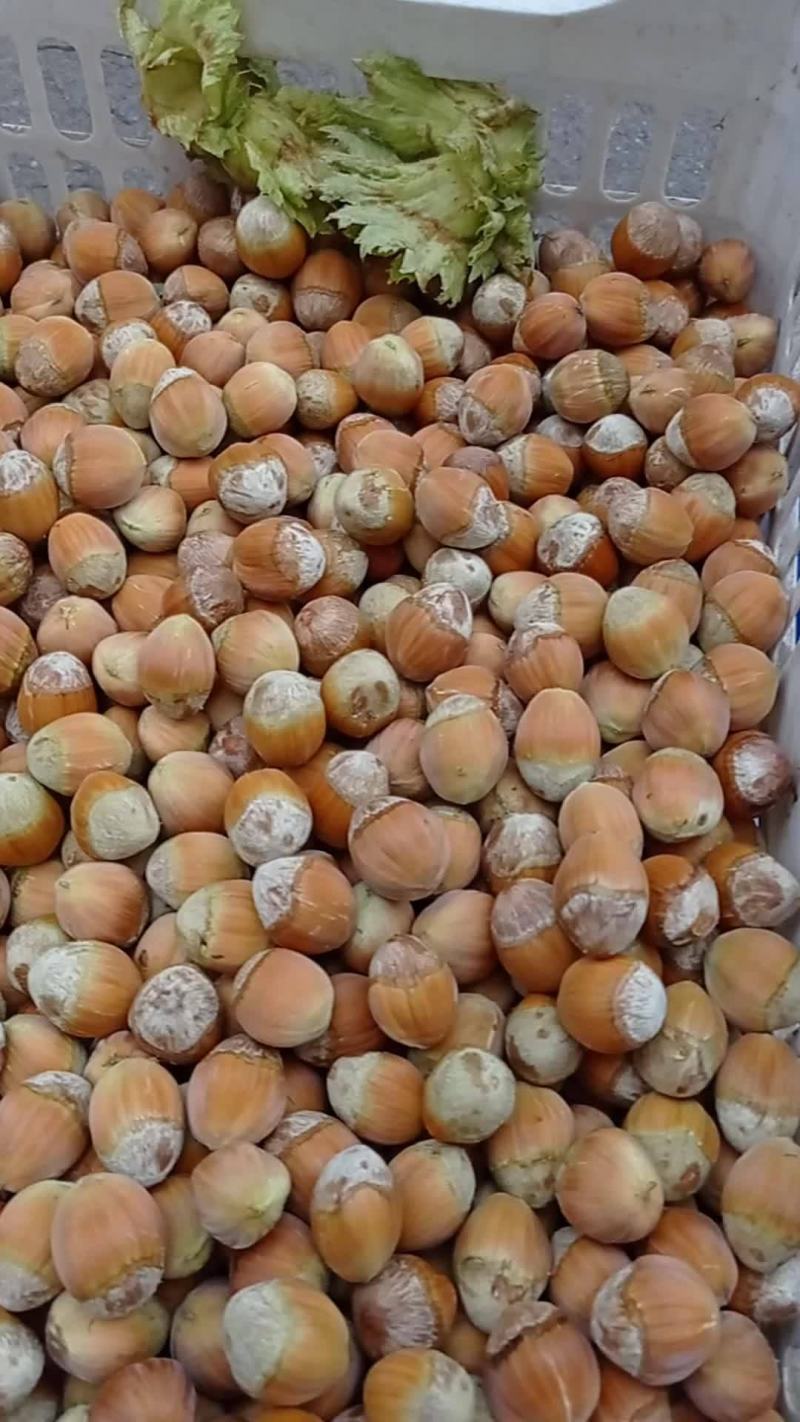 包山榛子大量上市，品种多质量好，颗粒饱满