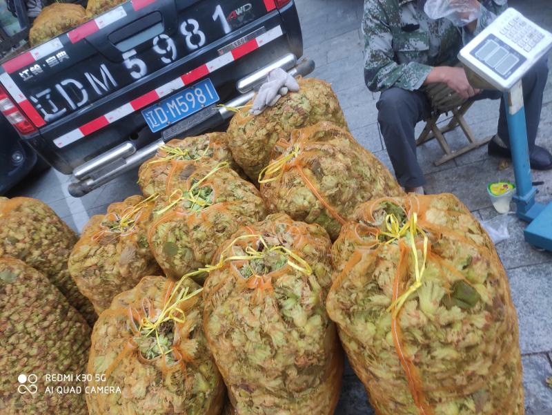 包山榛子大量上市，品种多质量好，颗粒饱满