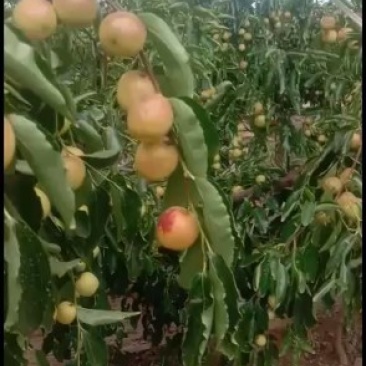 大荔无公害冬枣口感脆甜