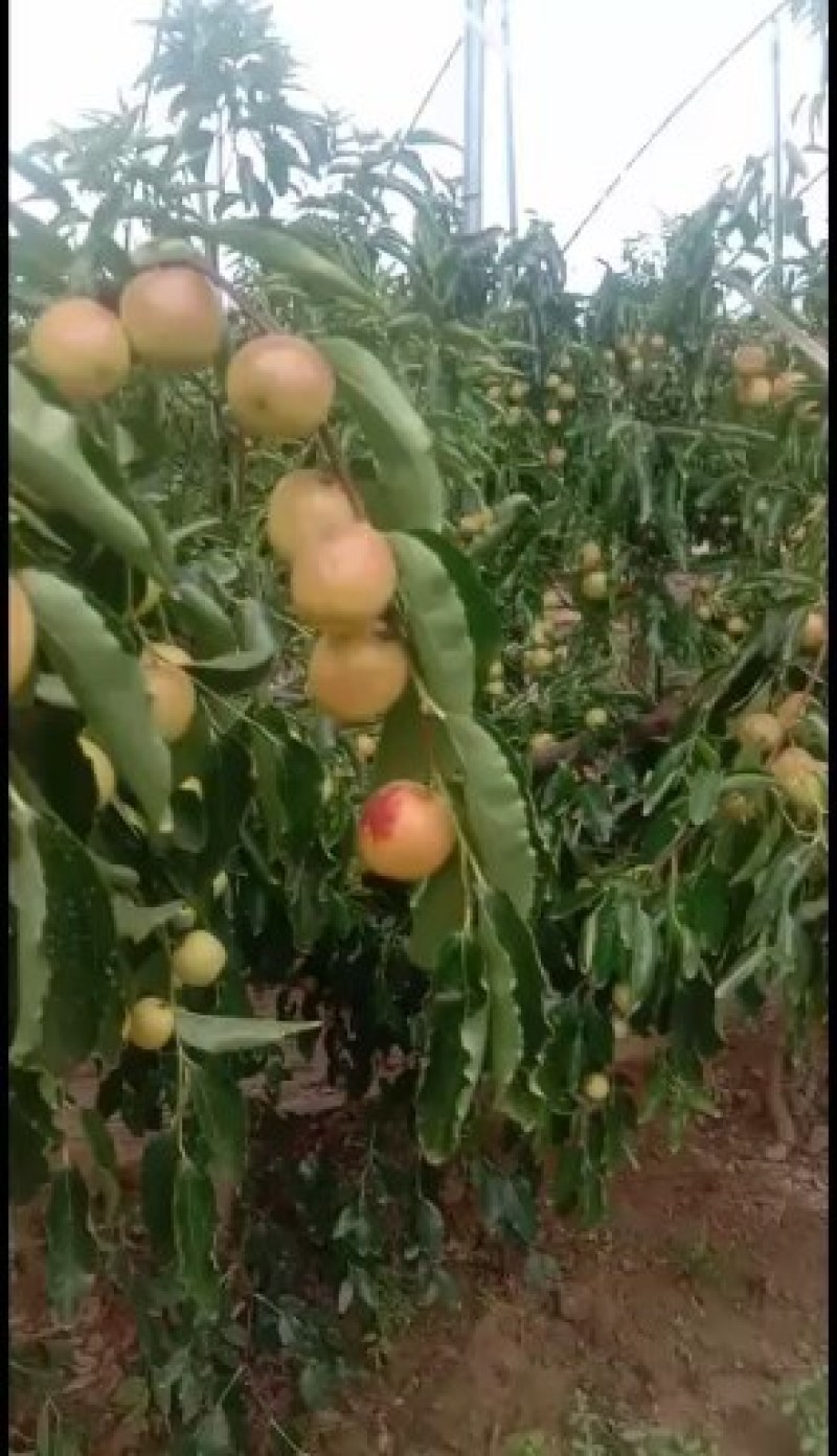 大荔无公害冬枣口感脆甜
