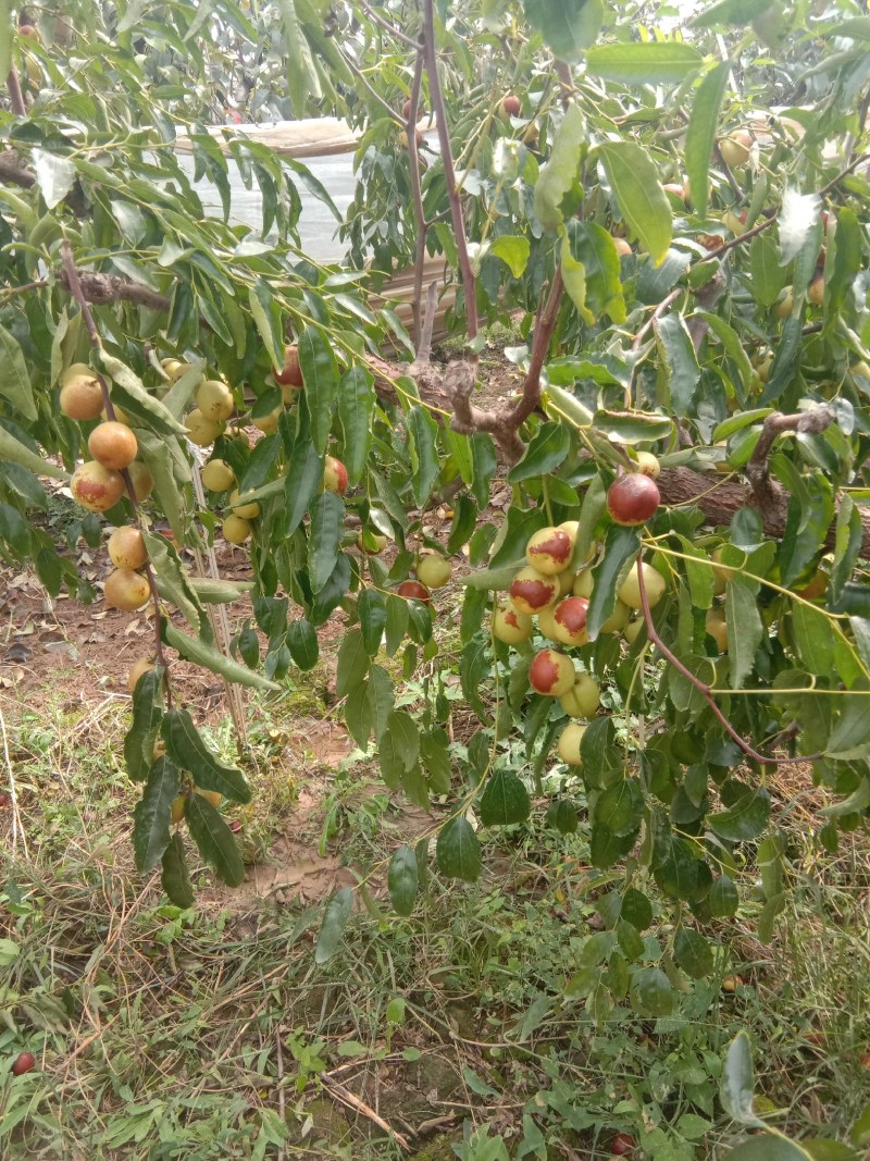 大荔无公害冬枣口感脆甜