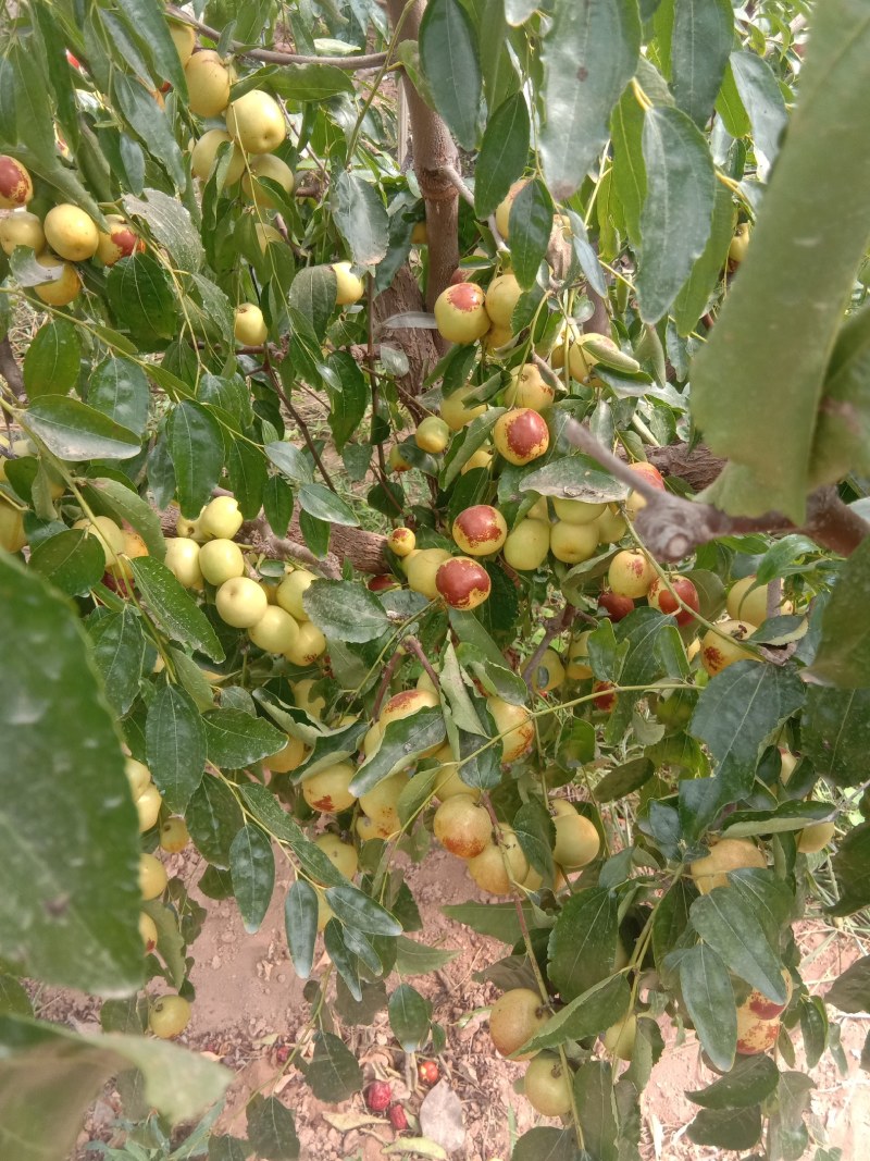 大荔无公害冬枣口感脆甜