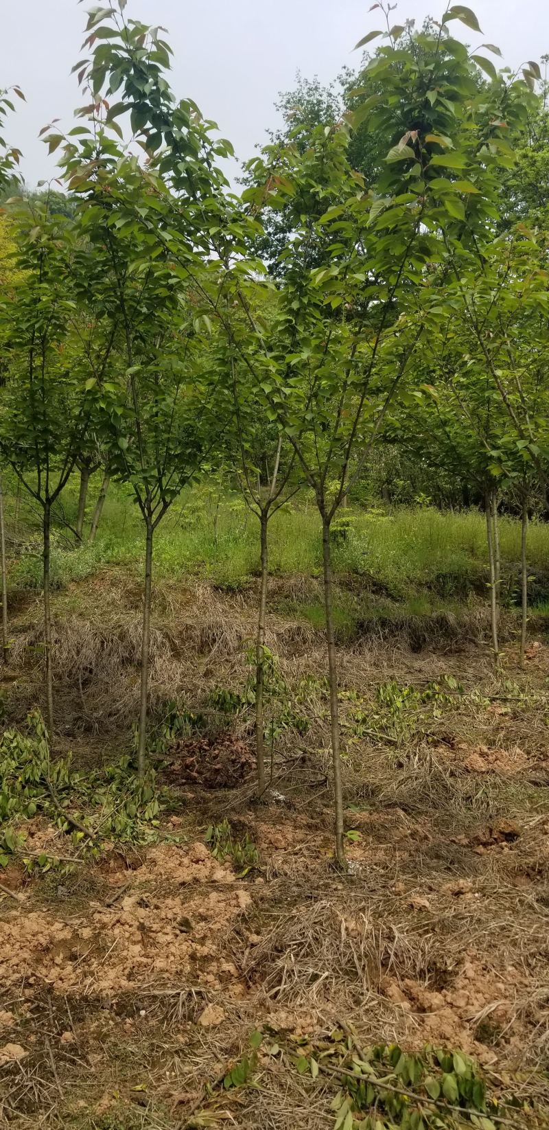 10公分樱花，12公分樱花，15公分樱花
