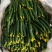 潍坊精品水果黄瓜小黄瓜脆甜可口质量好对接电商超市