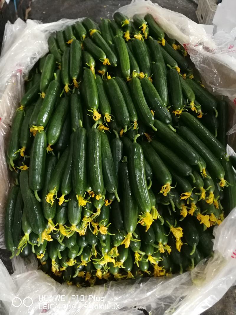 潍坊精品水果黄瓜小黄瓜脆甜可口质量好对接电商超市