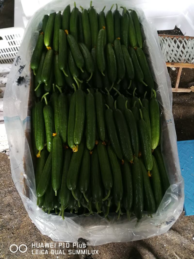 潍坊精品水果黄瓜小黄瓜脆甜可口质量好对接电商超市