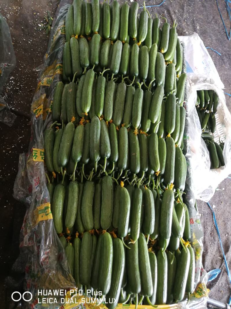 潍坊精品水果黄瓜小黄瓜脆甜可口质量好对接电商超市