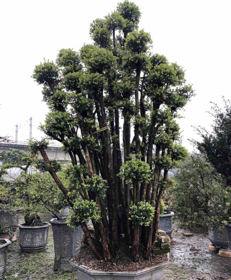福建供应精品造型赤楠桩景桩头小叶赤楠盆景批发漳州基地