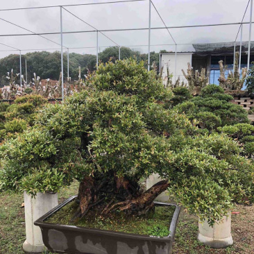 福建供应精品造型赤楠桩景桩头小叶赤楠盆景批发漳州基地