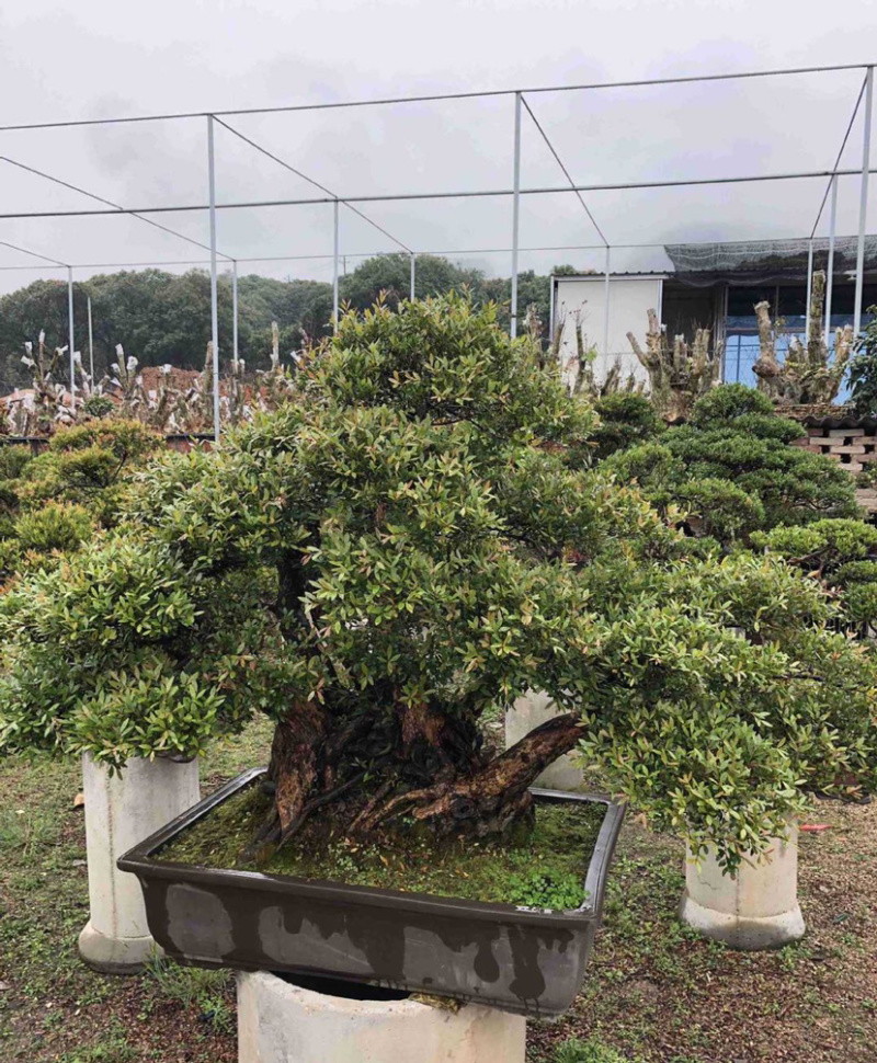 福建供应精品造型赤楠桩景桩头小叶赤楠盆景批发漳州基地