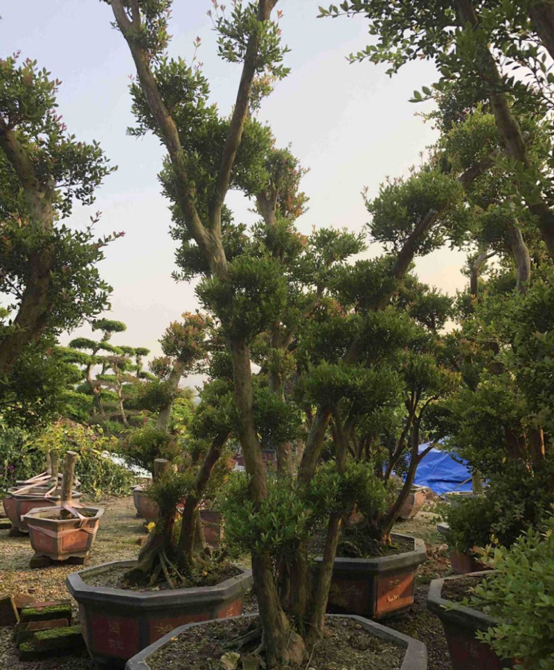 福建供应精品造型赤楠桩景桩头小叶赤楠盆景批发漳州基地