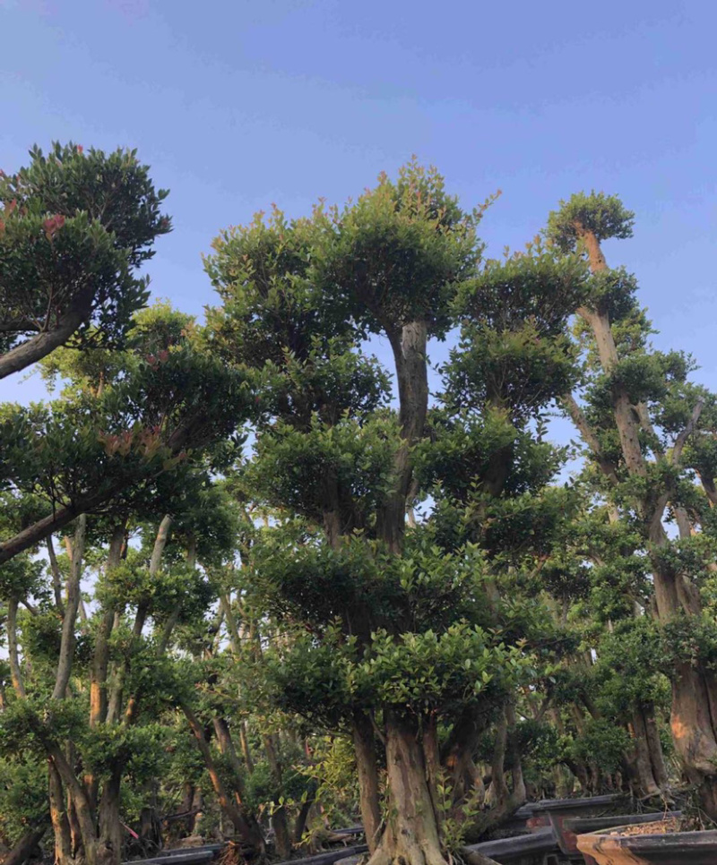 福建供应精品造型赤楠桩景桩头小叶赤楠盆景批发漳州基地