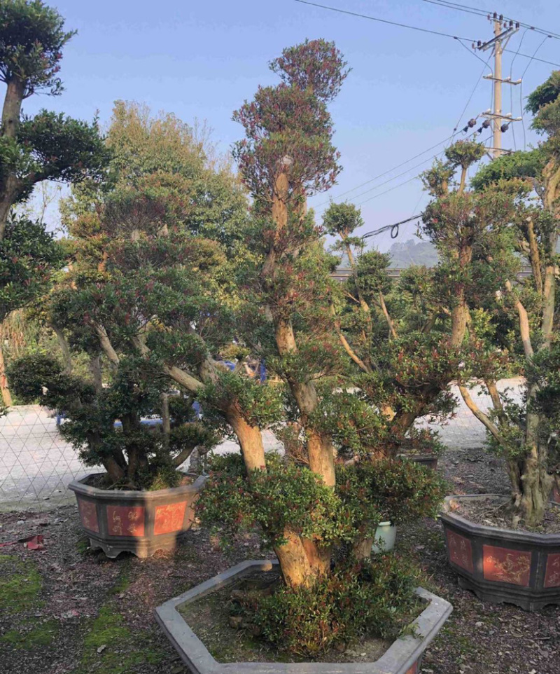 福建供应精品造型赤楠桩景桩头小叶赤楠盆景批发漳州基地