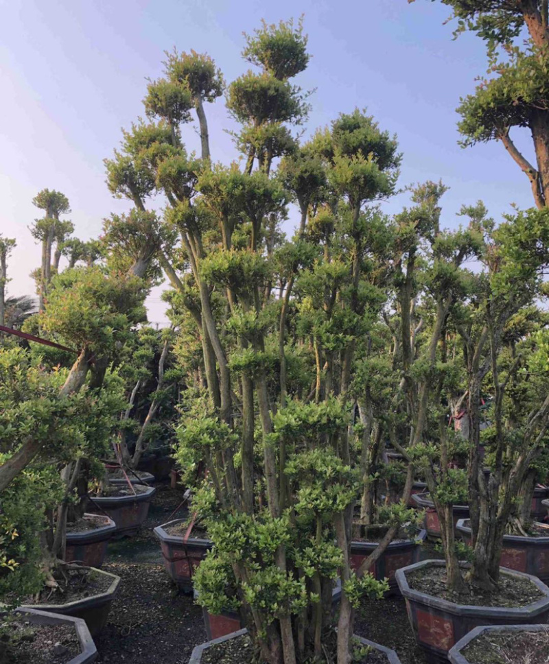 福建供应精品造型赤楠桩景桩头小叶赤楠盆景批发漳州基地