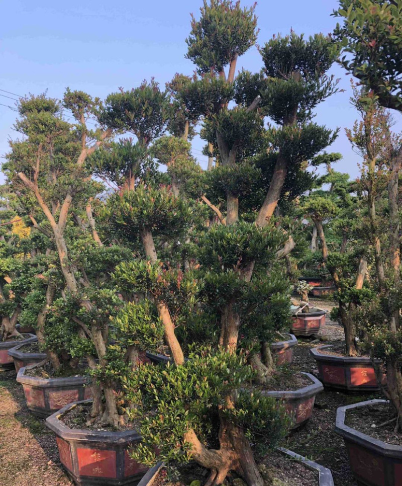 福建供应精品造型赤楠桩景桩头小叶赤楠盆景批发漳州基地