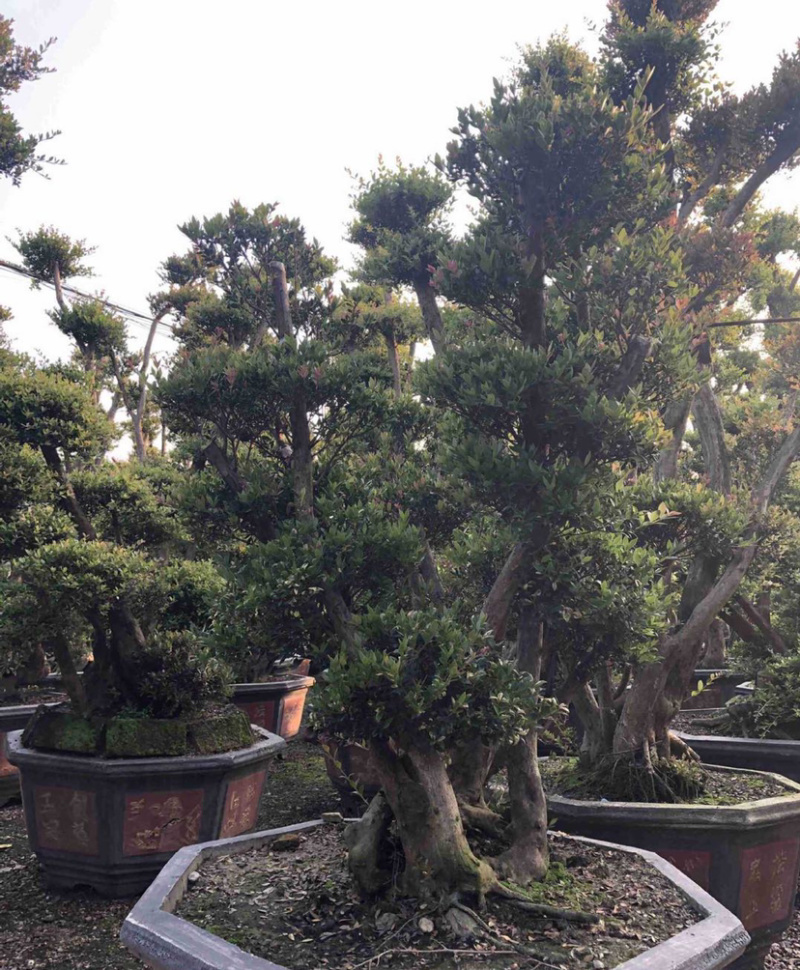 福建供应精品造型赤楠桩景桩头小叶赤楠盆景批发漳州基地