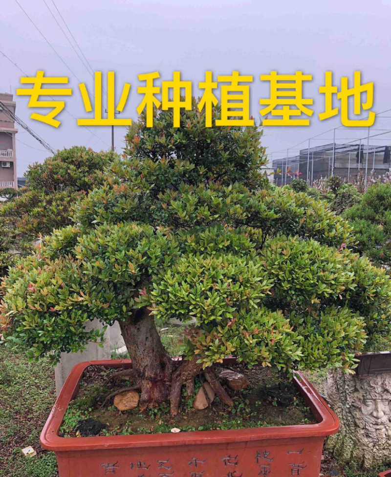 福建供应精品造型赤楠桩景桩头小叶赤楠盆景批发漳州基地