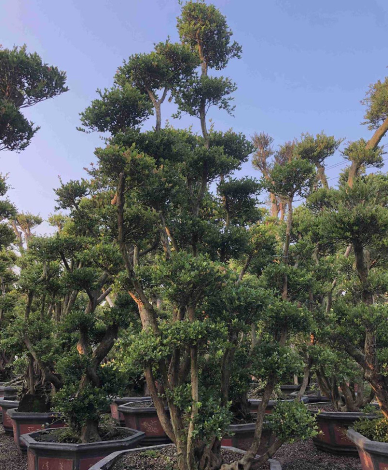 福建供应精品造型赤楠桩景桩头小叶赤楠盆景批发漳州基地