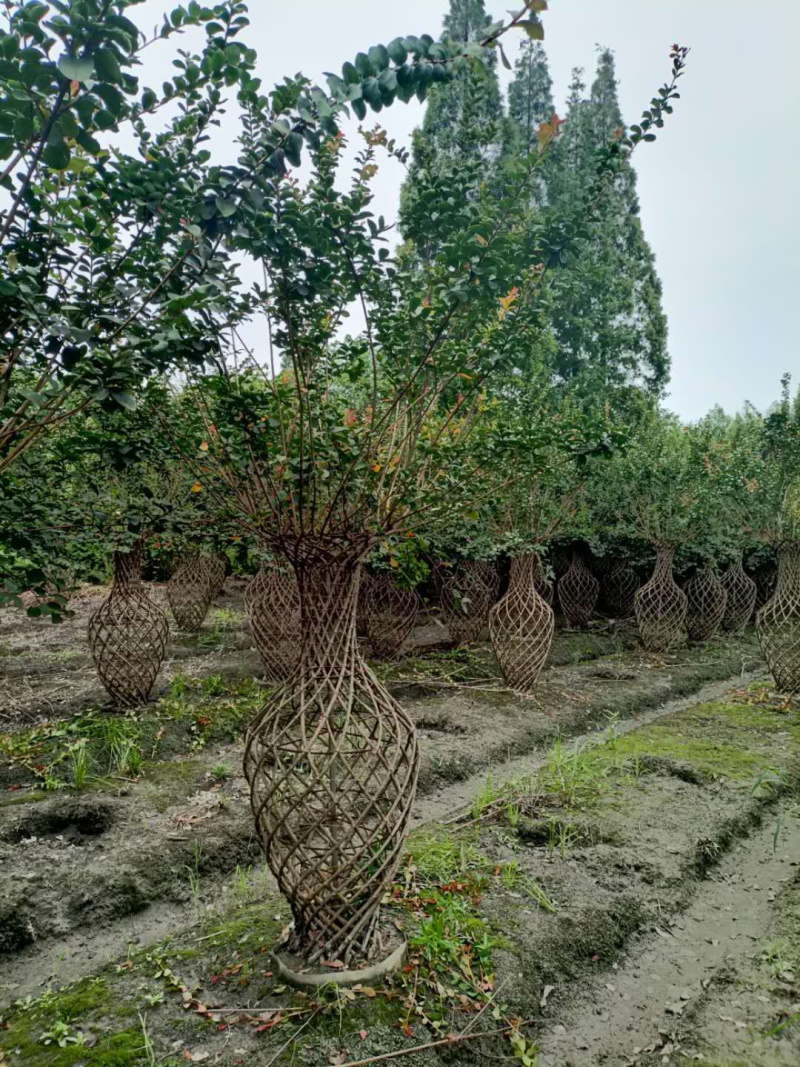 紫薇中国节，紫薇情侣节，紫薇字体紫薇花瓶