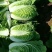 湖北白菜玲珑黄大量供应质量保证可发全国信誉第一