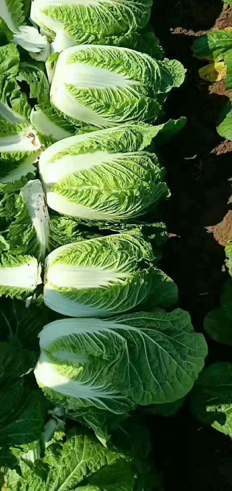 湖北白菜玲珑黄大量供应质量保证可发全国信誉第一
