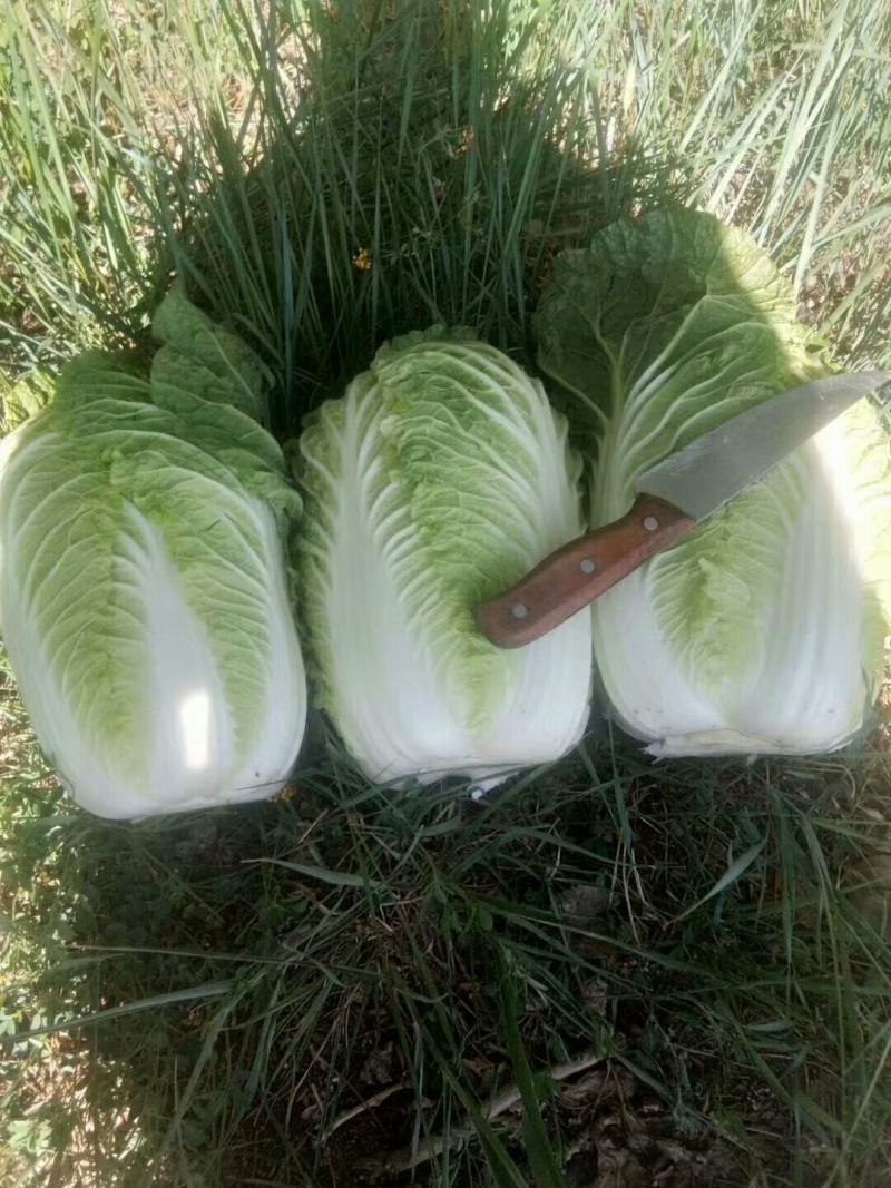 湖北白菜玲珑黄大量供应质量保证可发全国信誉第一