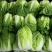 湖北白菜玲珑黄大量供应质量保证可发全国信誉第一