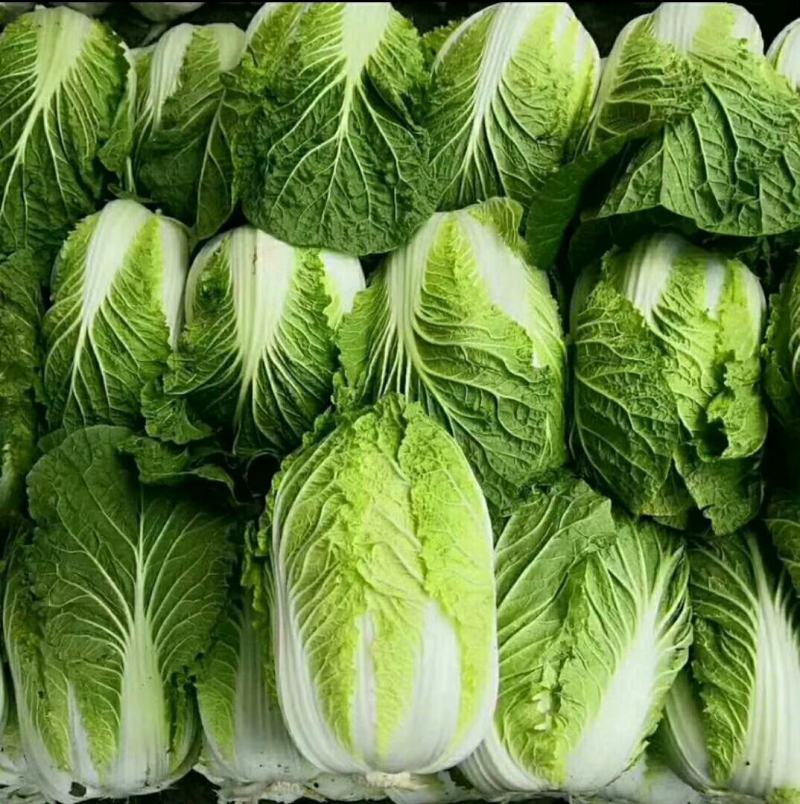 湖北白菜玲珑黄大量供应质量保证可发全国信誉第一