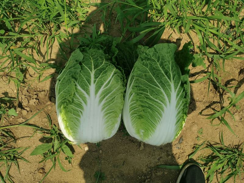 湖北白菜玲珑黄大量供应质量保证可发全国信誉第一