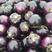山东莘县瓜果蔬菜基地紫光圆茄大量上市，期待你的到来！