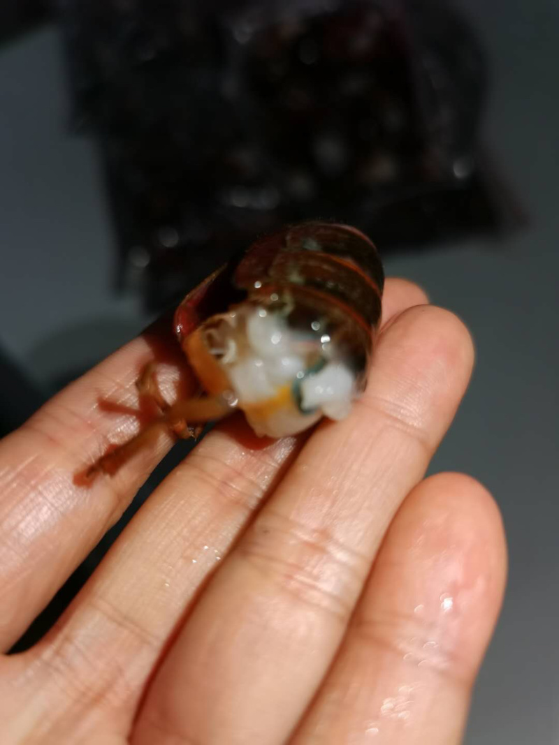 一级优质鲜虾尾两斤一袋支持全国发货
